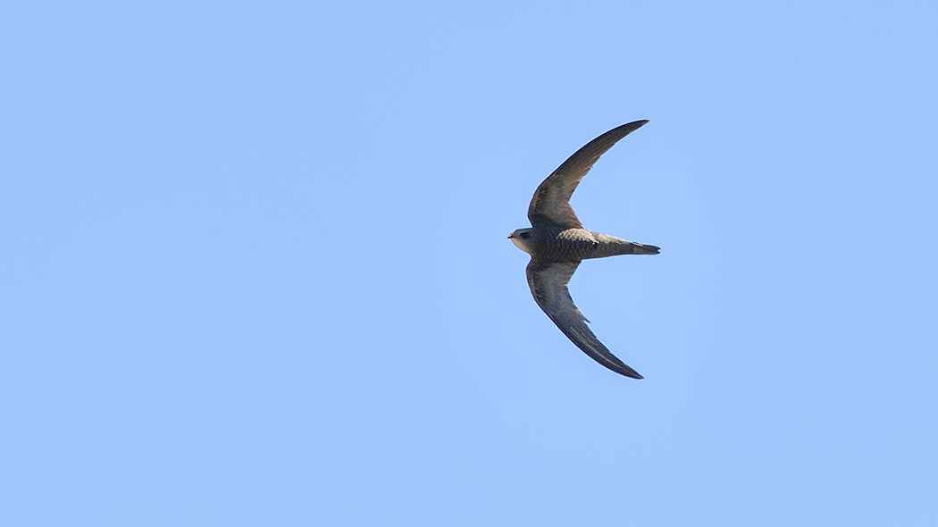 Pallid Swift